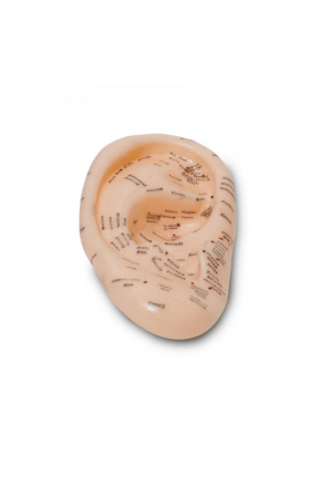 Akupunktur Kulak Modeli… Akupunktur Kulak Modeli…