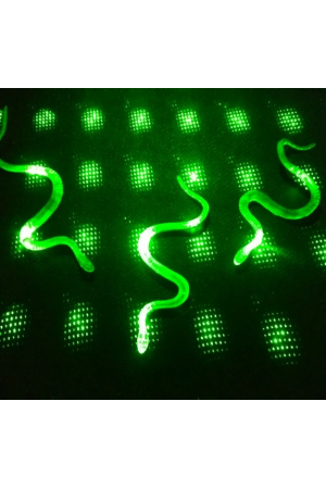 Şaka Yılan Ve Kırkayak Karışık 36 Adet&hellip;