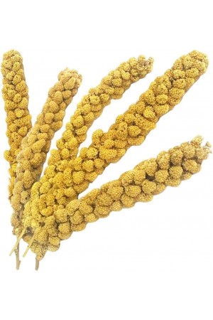 Vitaking Kuşlar İçin Doğal Sarı Dal Darı 100 gr&hellip;